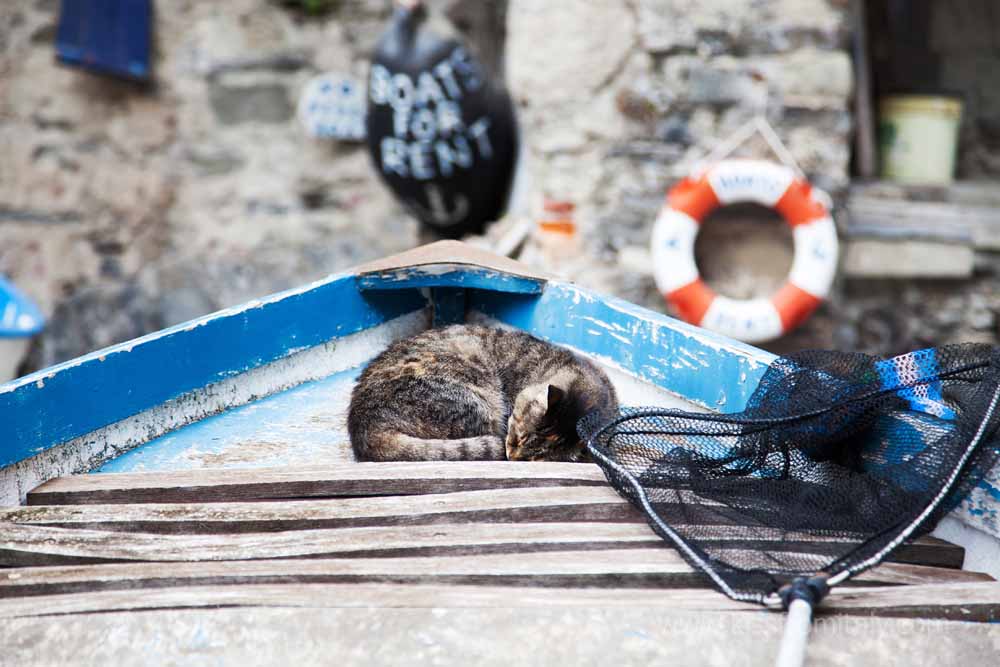 Where to Stay in Cinque Terre: cat sleeping on a boat in Riomaggiore